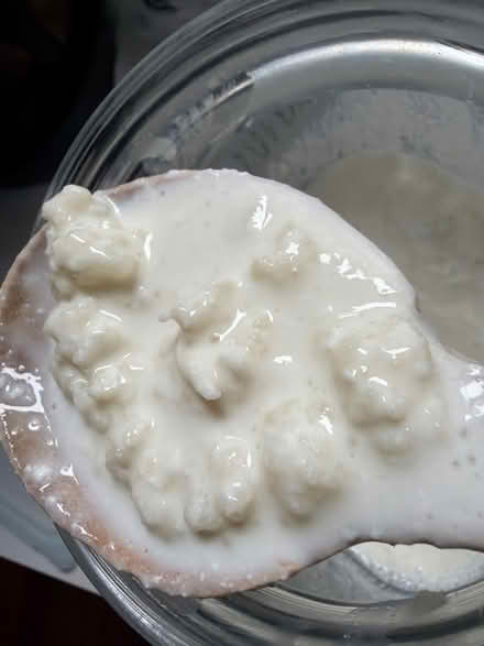 Photo of free Live milk Kefir grains (EverEtt) #2