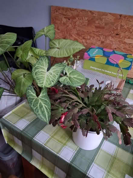 Photo of free House plants (High Brooms TN4) #1