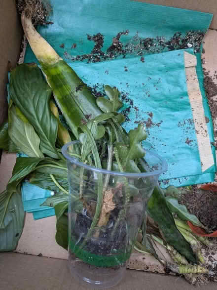 Photo of free Houseplant cuttings (Heaton) #1