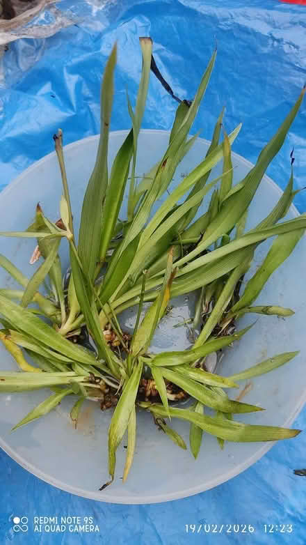 Photo of free Spider Plants & Chili Seeds! 🌶 (Upper Holloway N19) #2