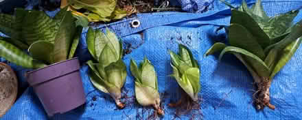 Photo of free Sansevieria plants (OX14 off Colwell Drive) #1