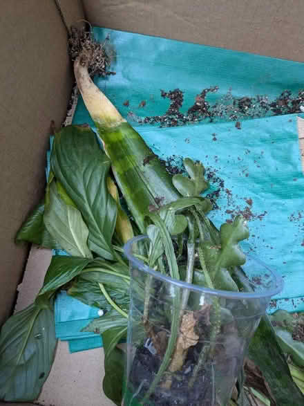 Photo of free Houseplant cuttings (Heaton) #3