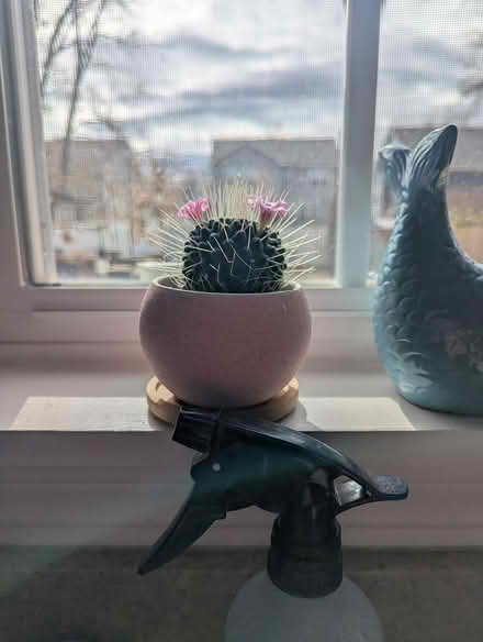 Photo of free 4 succulent pots (63rd& main, DG) #2