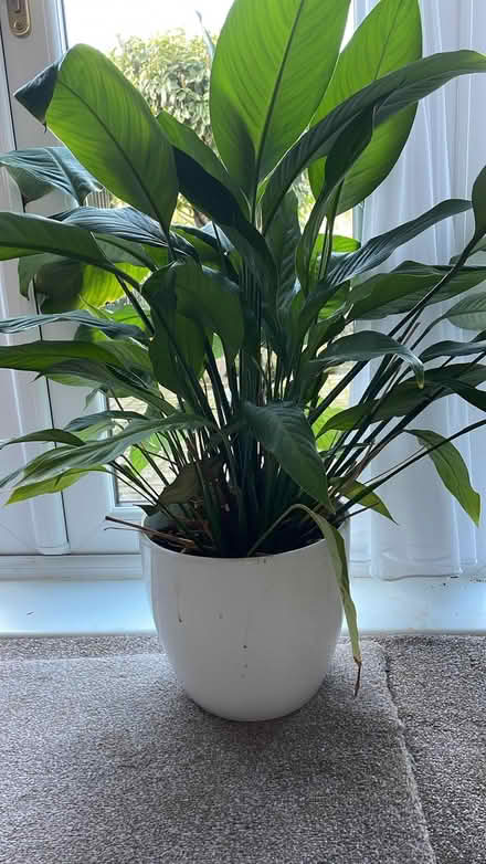 Photo of free ‘Peace’ Lily (DA12) #1