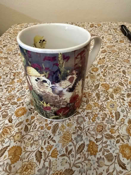 Photo of free Miscellaneous Crockery (Canterbury) #4