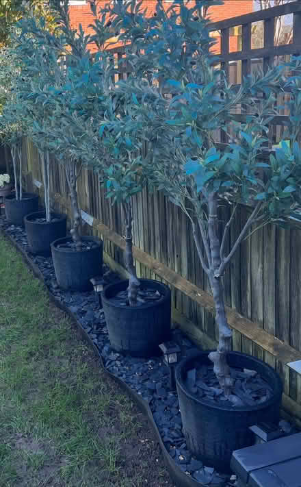 Photo of free 5 artificial olive trees (6-7 feet tall) (Beaconsfield HP9) #1