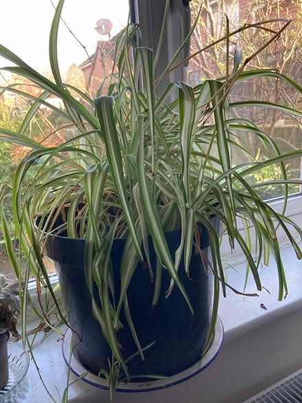 Photo of free 2 House plants (Glastonbury BA6) #3
