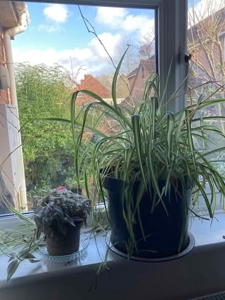 Photo of free 2 House plants (Glastonbury BA6) #1
