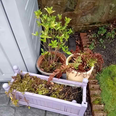 Photo of free 2 garden shrubs, hebe and fern (Greasby CH49) #1