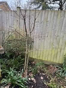 Photo of free Oak sapling (Caldecott OX14) #1