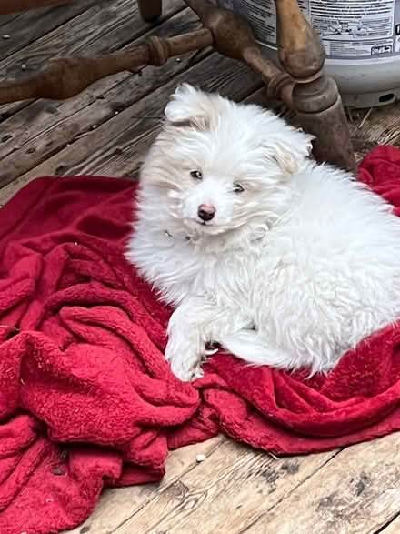Photo of Baby/puppy gate (Wallingford) #1