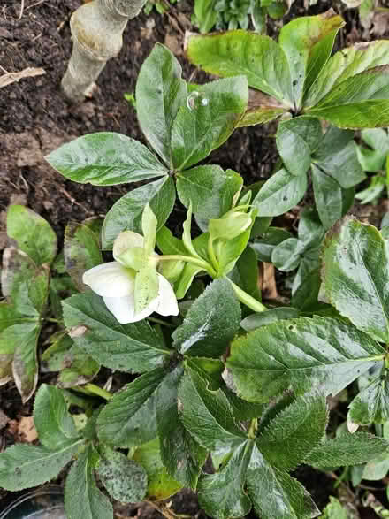 Photo of free Helebore plant (West Wittering PO20) #1