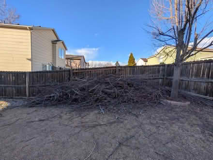 Photo of free Tree Trimmings - wood (Colorado Springs) #1