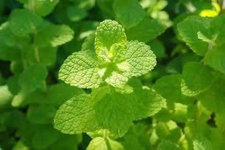 Photo of free mint plants (Gledhow LS8) #1