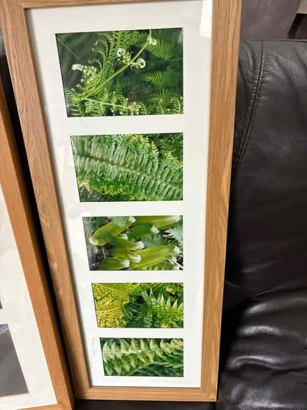Photo of free Two framed botanical pictures (Shirley CR0) #3
