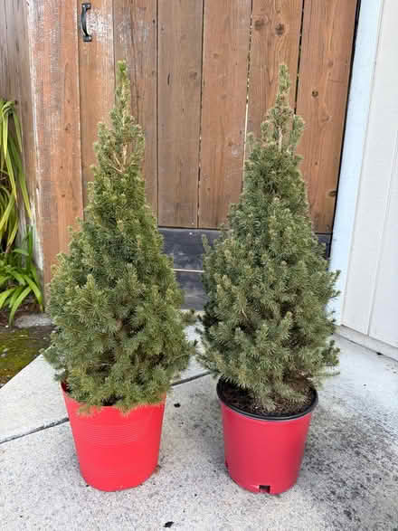 Photo of free Two live potted pine trees (East Cupertino) #1