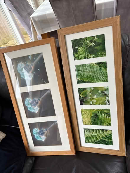Photo of free Two framed botanical pictures (Shirley CR0) #1