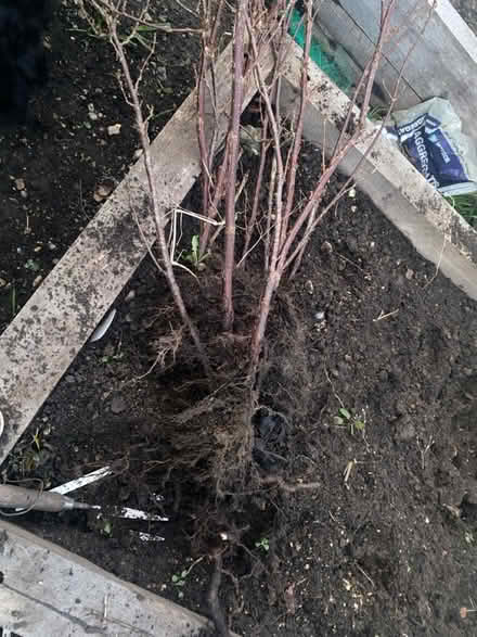 Photo of free Redcurrant (BA2) #2