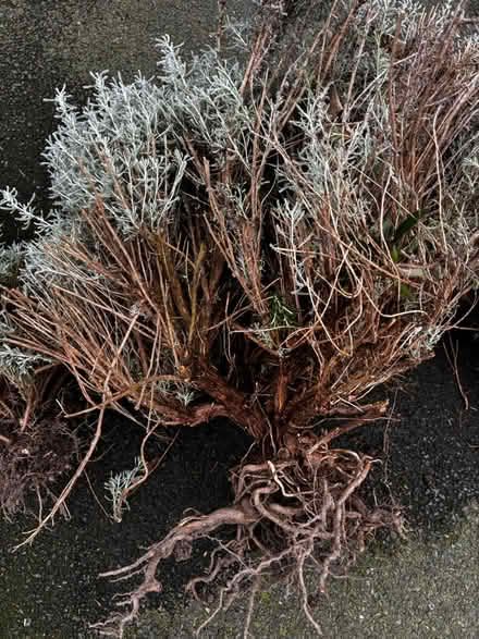 Photo of free Garden plants (Halewood L25) #2