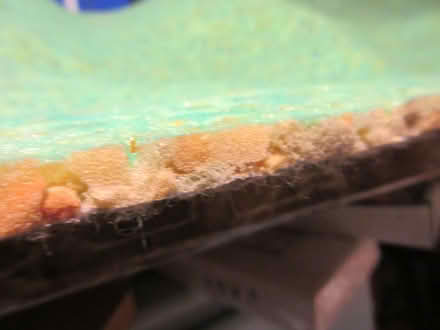 Photo of free Kapok sheet (Dublin 12) #2