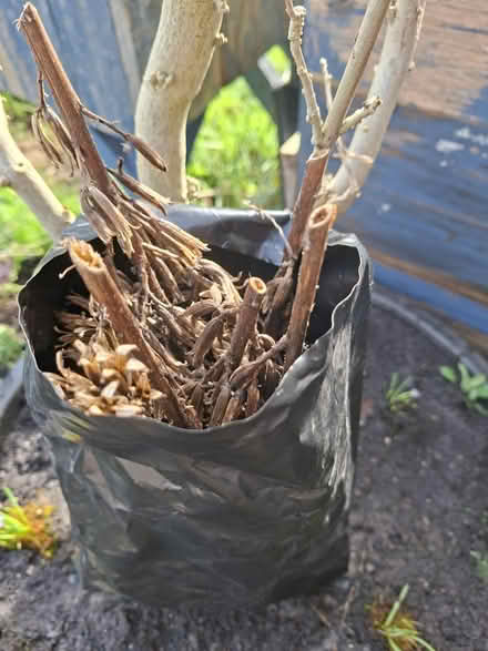 Photo of free Evening primrose seed heads (Windlesham (GU20)) #1