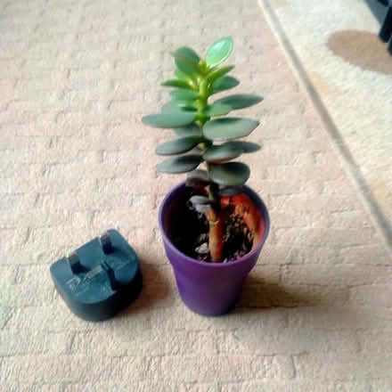 Photo of free Jade plant (Clayton Brook PR5) #1