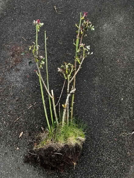 Photo of free Garden plants (Halewood L25) #4