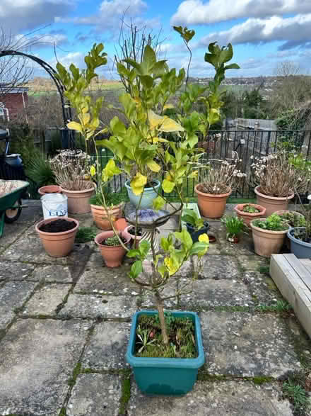 Photo of free Lemon Tree (Salisbury, SP2) #2