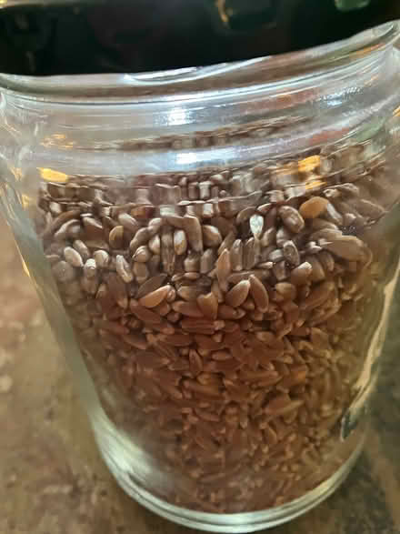 Photo of free Farro (San Anselmo) #1