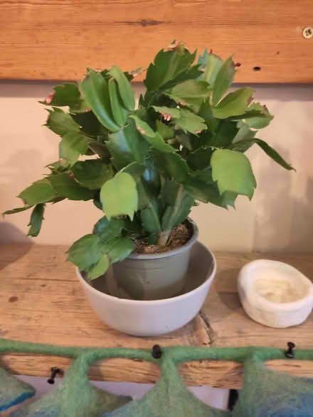 Photo of free Christmas cactus (TN39) #1