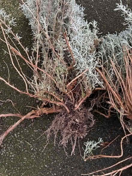 Photo of free Garden plants (Halewood L25) #1