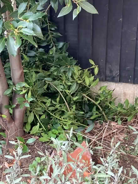 Photo of free Bay leaves (Oulton LS26) #2