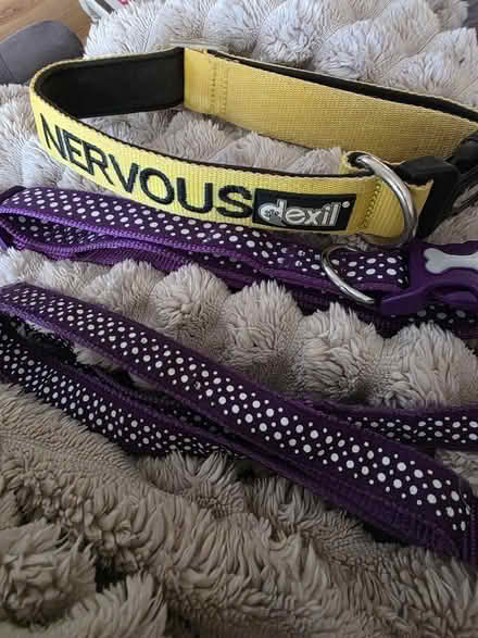 Photo of free DEXIL Nervous collar (West Oxfordshire OX28) #1