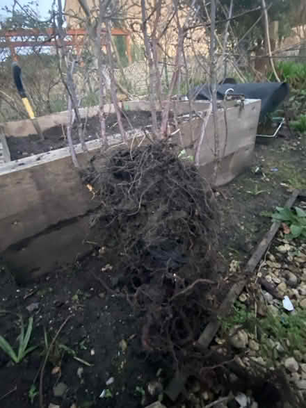 Photo of free Redcurrant (BA2) #4