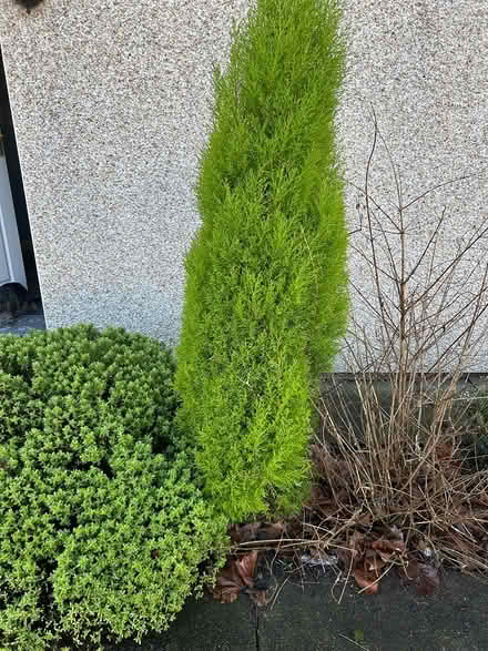 Photo of free Fern trees (Manchester M8) #1