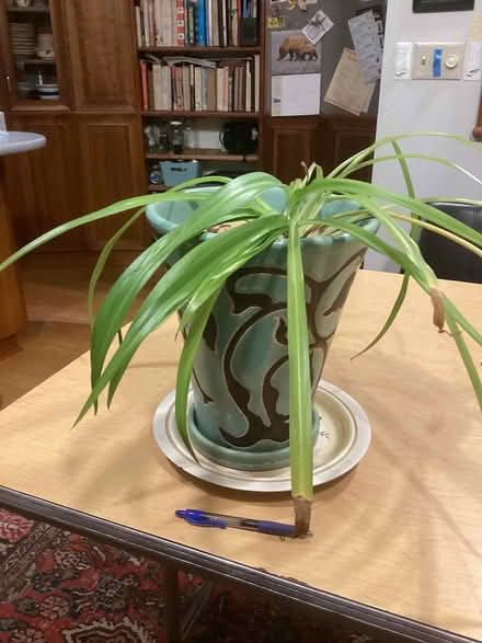 Photo of free Spider plant (Northwest Seattle, phinney) #1