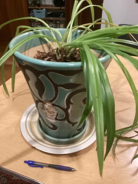 Photo of free Spider plant (Northwest Seattle, phinney) #2
