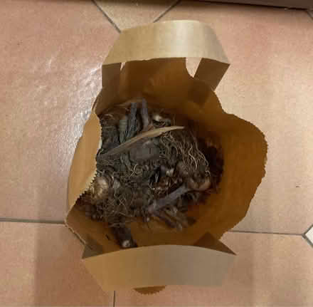 Photo of free Gladioli Bulbs (Off Chestnut Drive TA1) #2