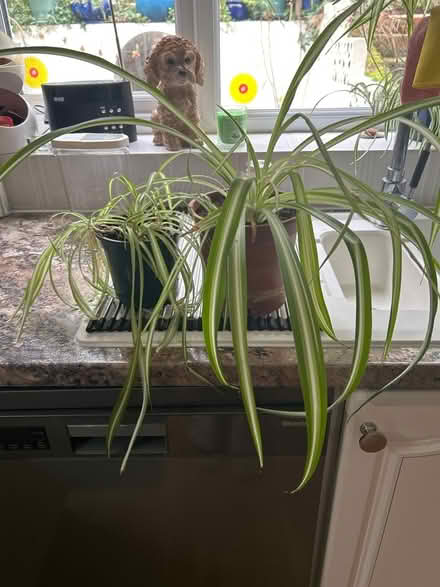 Photo of free Spider plants (Hastings. Broom grove TN34) #1