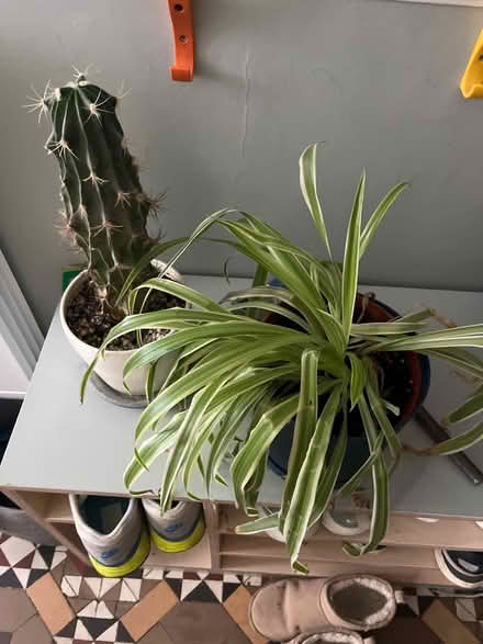Photo of free Small cactus and spider plant (Crouch End N8) #1