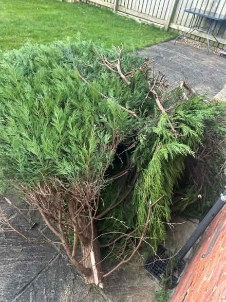 Photo of free Cut down conifer trees (Adel LS16) #1