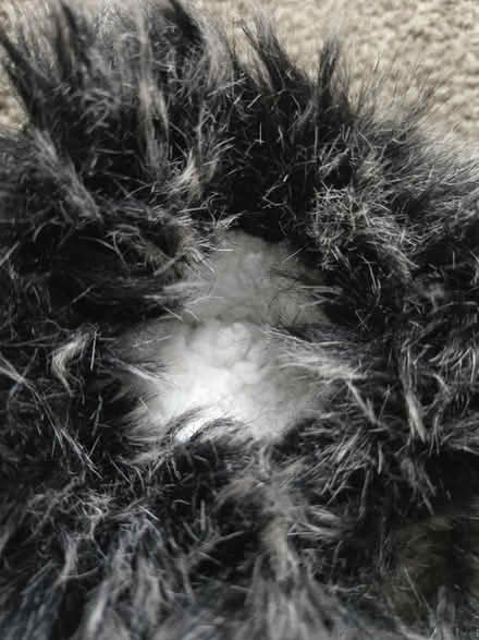 Photo of free Reading Socks (Elkton) #2