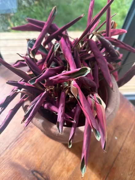 Photo of free Calathea (prayer plant) (Bounds Green N11) #2