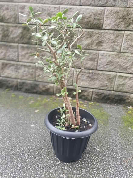 Photo of free Monet Tree Plant #2 (M20) #2