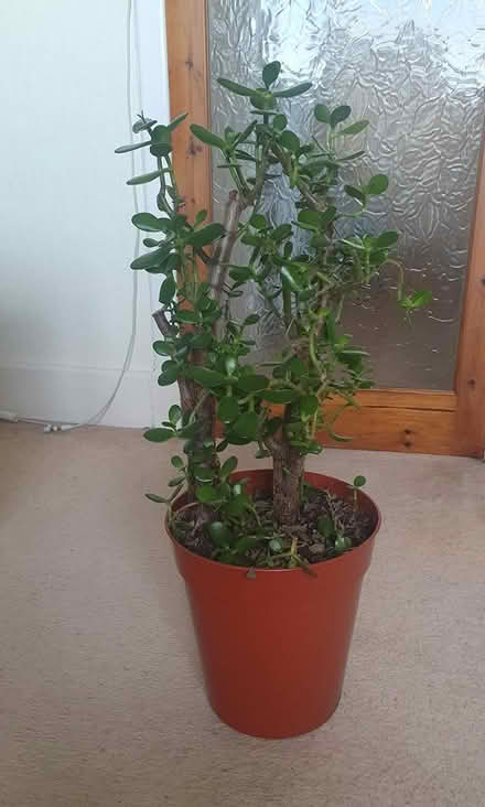 Photo of free Large Money Plant tree#4 (M20) #1