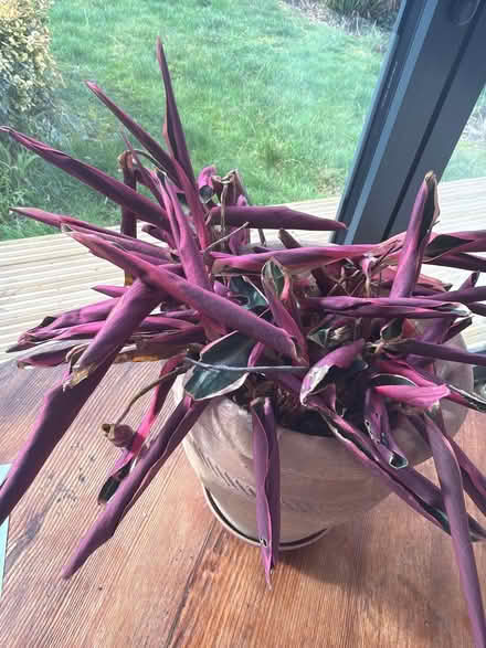 Photo of free Calathea (prayer plant) (Bounds Green N11) #1