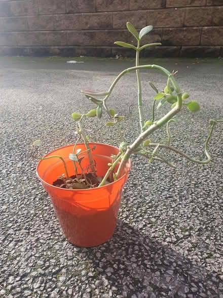 Photo of free Money plant #1 (M20) #2