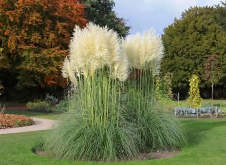 Photo of Pampas grass and palm fronds (23602) #1