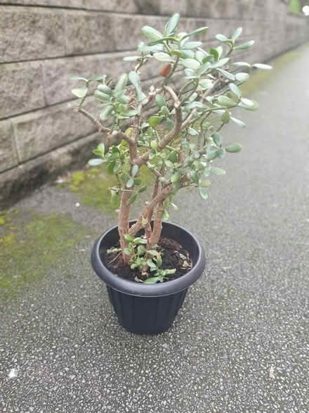 Photo of free Monet Tree Plant #2 (M20) #1