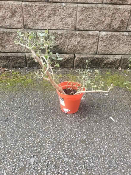 Photo of free Money plant #2 (M20) #1